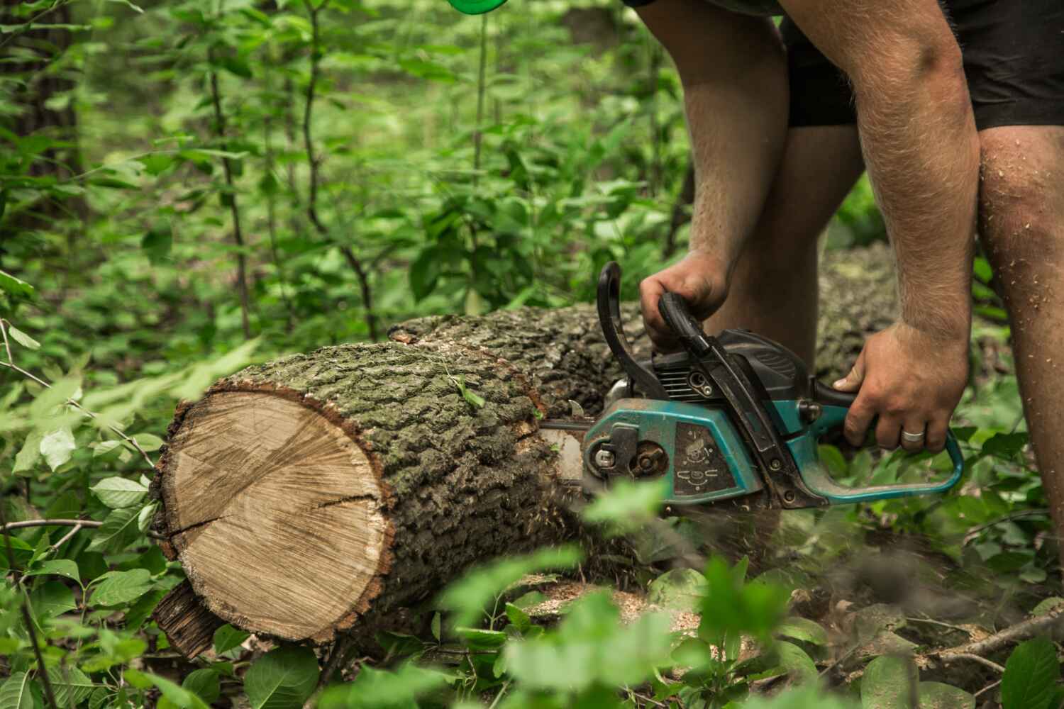 Best Tree Trimming Near Me  in Deerfield Beach, FL